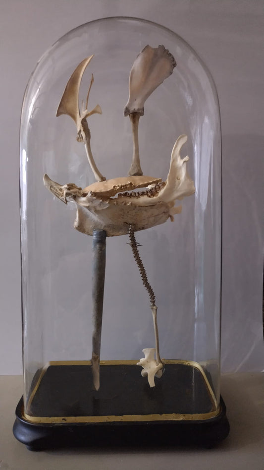 Ship made from bones in glass dome 